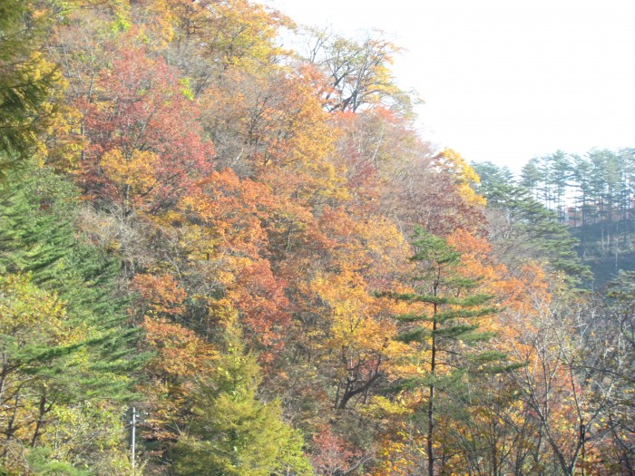 紅葉 - Kouyou - Fall Leaves
