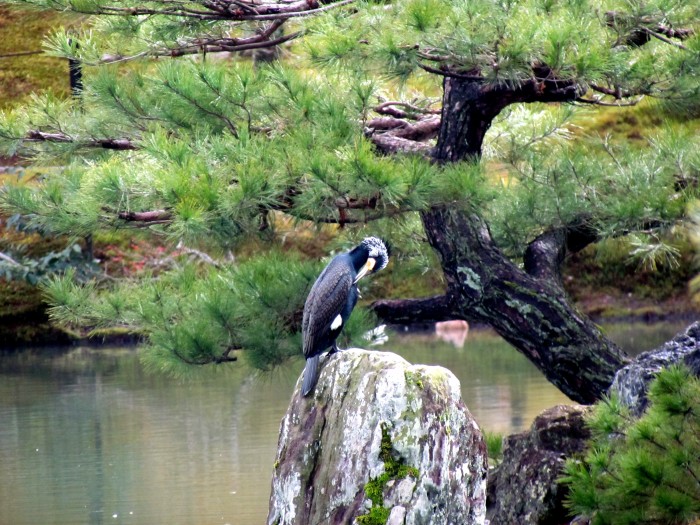 a bird on a rock preening!