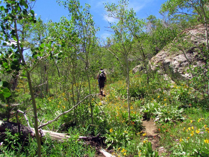 The trail walking up Wild Iris's Main Wall