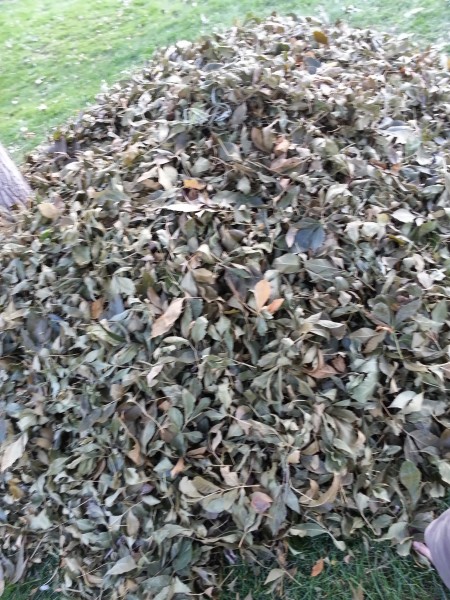 Leaf pile