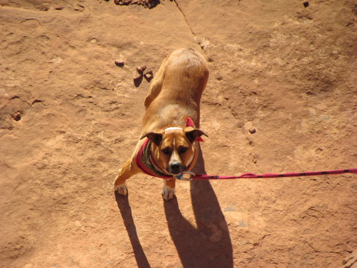 Brown Dog!